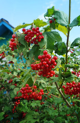 Berries (Viburnum opulus) guelder-rose in garden