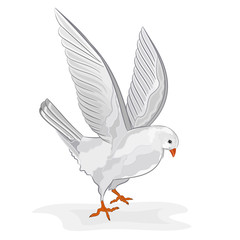 White pigeon in flight vector

