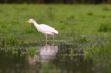 Quête du Héron garde-bœufs 2