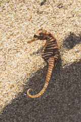 Seahorse on the beach