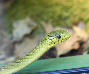 Obraz premium green mamba