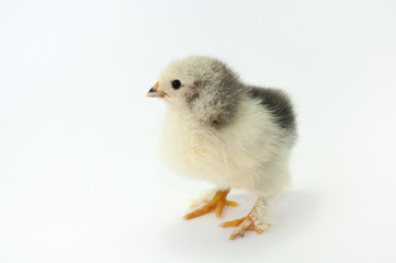 Obraz premium Chiken