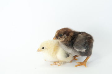 Obraz premium Chiken