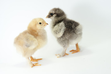 Fototapeta premium Chiken