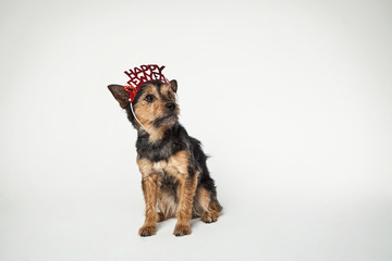 Silvester