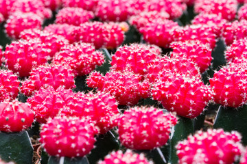 Red cactus pattern background and texture