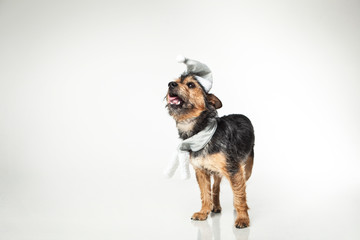 s&uuml;&szlig;er Hund