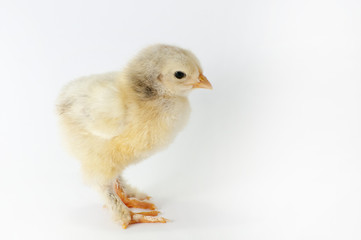 Chiken
