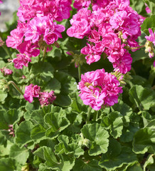 geranium