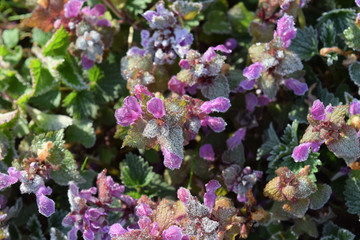 Taubnessel mit Raureif