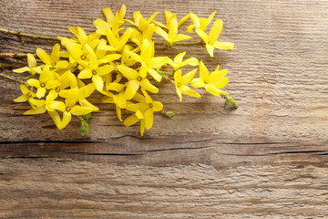 Forsythia on wooden background.