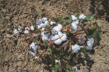 Cotton plants field