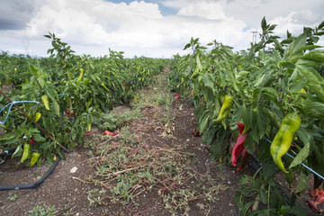 Fototapeta na wymiar Plantations of peppers in the field