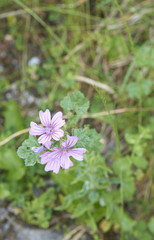 flower of malva