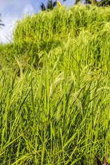 Rice fields, Bali, Indonesia