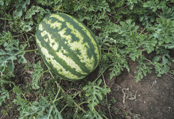 Watermelons on a field