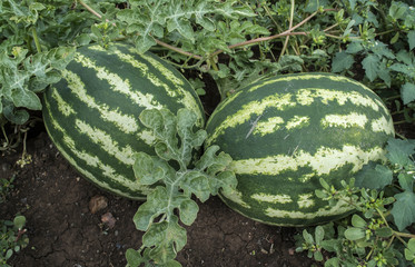 Watermelons on a field