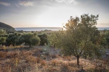 Olive trees and sun rays