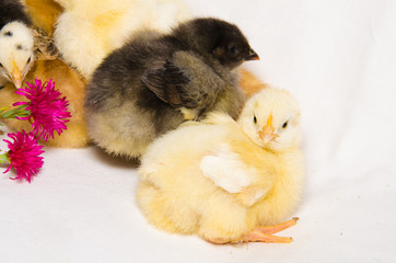 Gruppi di piccoli pulcini