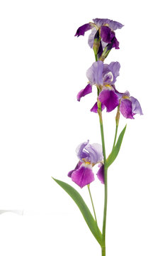 freshness purple iris