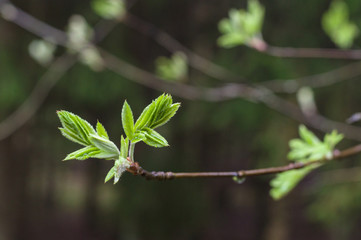 Rowan tree natural fresh leaves on dark background