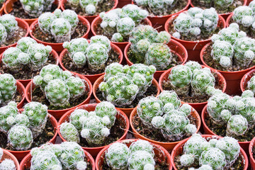 Cactus pattern background and texture