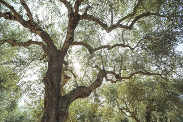 Fototapeta na wymiar Olive trees and sun rays