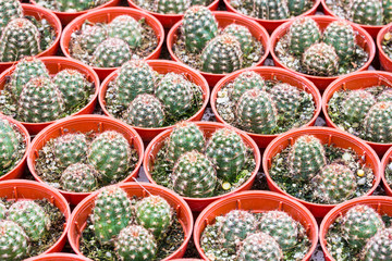 Cactus pattern background and texture