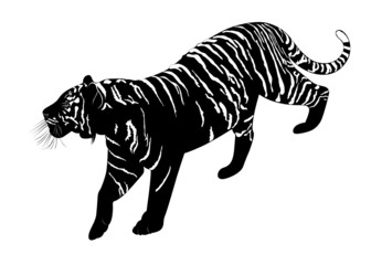 tiger