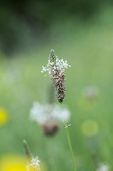 Plantago lanceolata