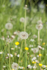Taraxacum officinale