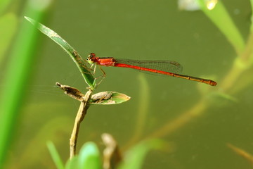 dragonflies   