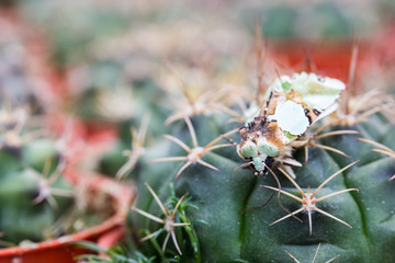 Close up of globe shaped cactus with long thorns