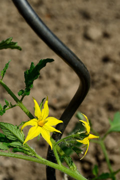 Tomatenbl&uuml;te, h.