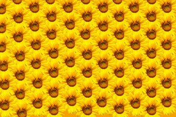 background of sunflowers