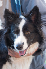 Border collie is ready for grooming