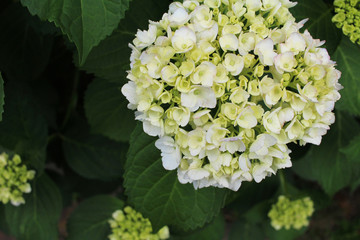 Hydrangea began coloring