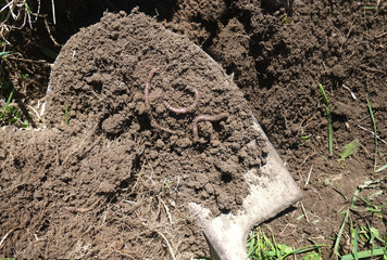 earthworms and soil on the shovel