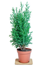 Chamaecyparis in the pot, common names cypress or false cypress.