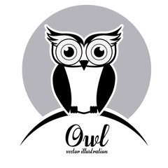 Fototapeta premium Owl design