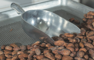 Cocoa beans