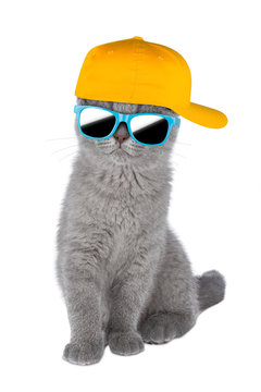 Cool Cat