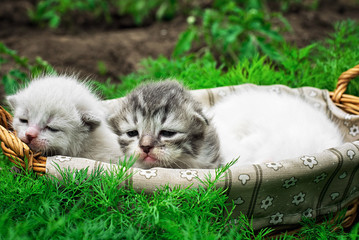 newborn kittens