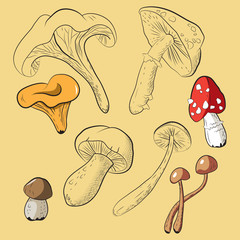Collection with different mushrooms and circuits of mushrooms