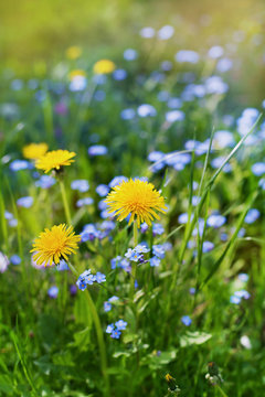 Fototapeta beautiful summer meadow with flowers dandelions and forget-me-nots, lovely landscape of nature, natural background