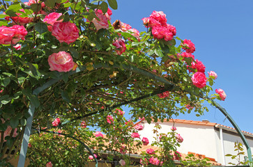 Rosier grimpant rose sur une tonnelle