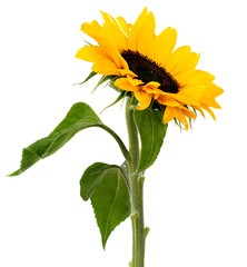 Fototapeta premium sunflower