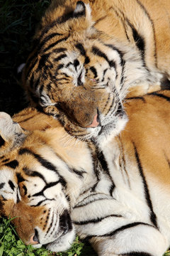 tiger resting