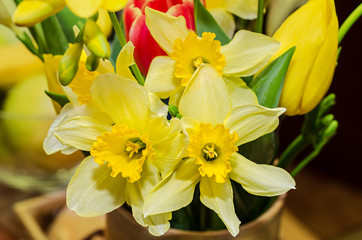 Yellow daffodils flowers, close up, floral background