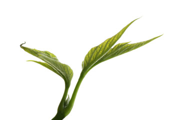 Branch with spring leaves isolated on white